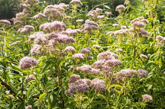 Sadziec konopiasty - Eupatorium cannabinum