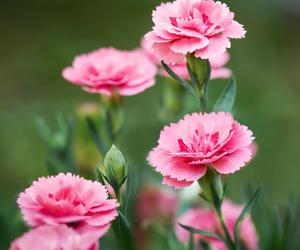 Goździk ogrodowy (Dianthus caryophyllus)