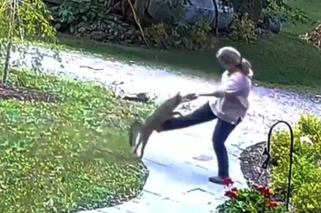 Lis zaatakował kobietę w jej ogrodzie. Był wyjątkowo agresywny! [WIDEO]