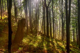 Bieszczady