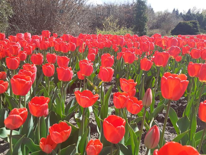 Tulipany w łódzkim botaniku