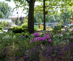 Miniarboretum powstało w Bytomiu. Miasto zaprasza uczniów i przedszkolaków