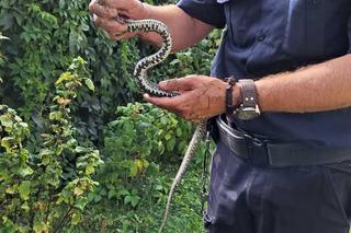 Dzielnicy Sławomir pomógł przerażonej kobiecie z powiatu toruńskiego. Zabrał z jej posesji węża