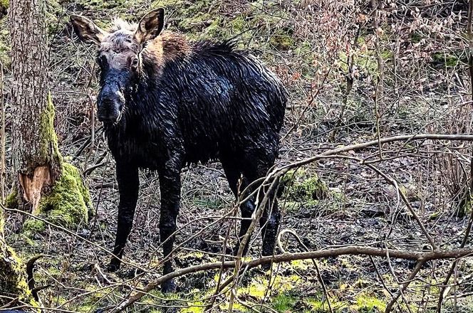 Łoś utkwił w bagnie po uszy! Z pomocą ruszyli strażacy