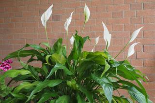 Te kwiaty przynoszą szczęście! Warto mieć je w domu!