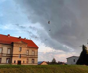 Bociany z Żor już gotowe do drogi. Grupują się, by wspólnie wylecieć do ciepłych krajów