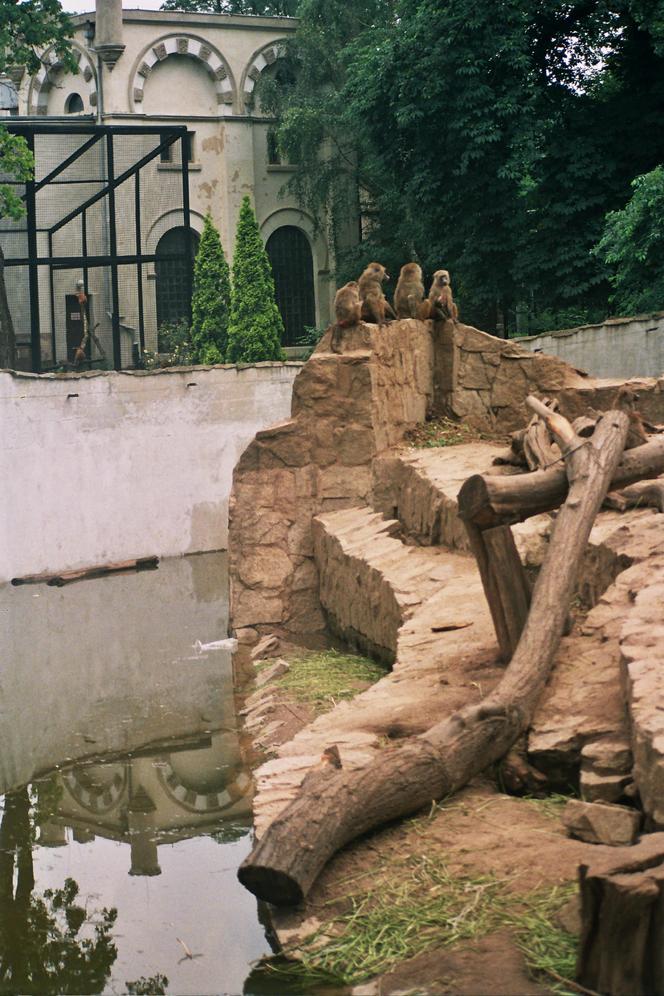 Powódź tysiąclecia we Wrocławiu. Zobacz, jak ratowano zoo przed wielką wodą 