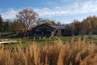 Jesień w zoo