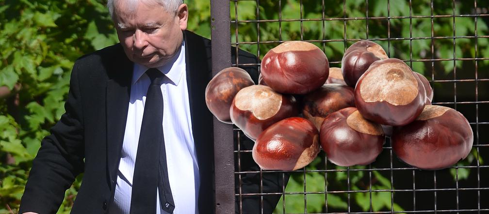 Prezes Kaczyński oczyszczał aurę kasztanami