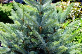 Świerk kłujący 'Fat Albert