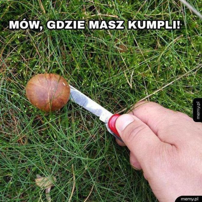 Trwa sezon na grzyby! Oto najlepsze memy o grzybiarzach!