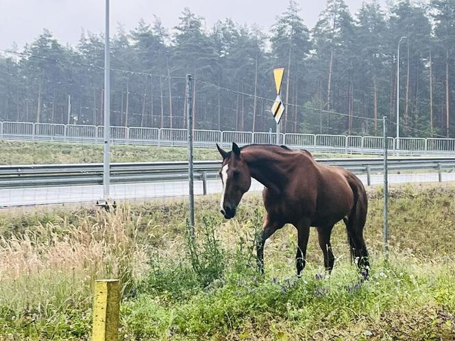 Koń na ekspresowej szóstce