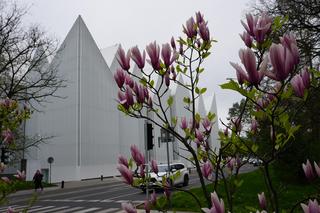 Szlak magnolii Szczecin