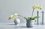 Storczyk Phalaenopsis
