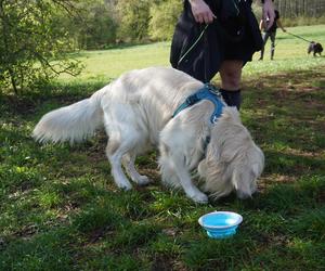 Dogtrekking w Poznaniu