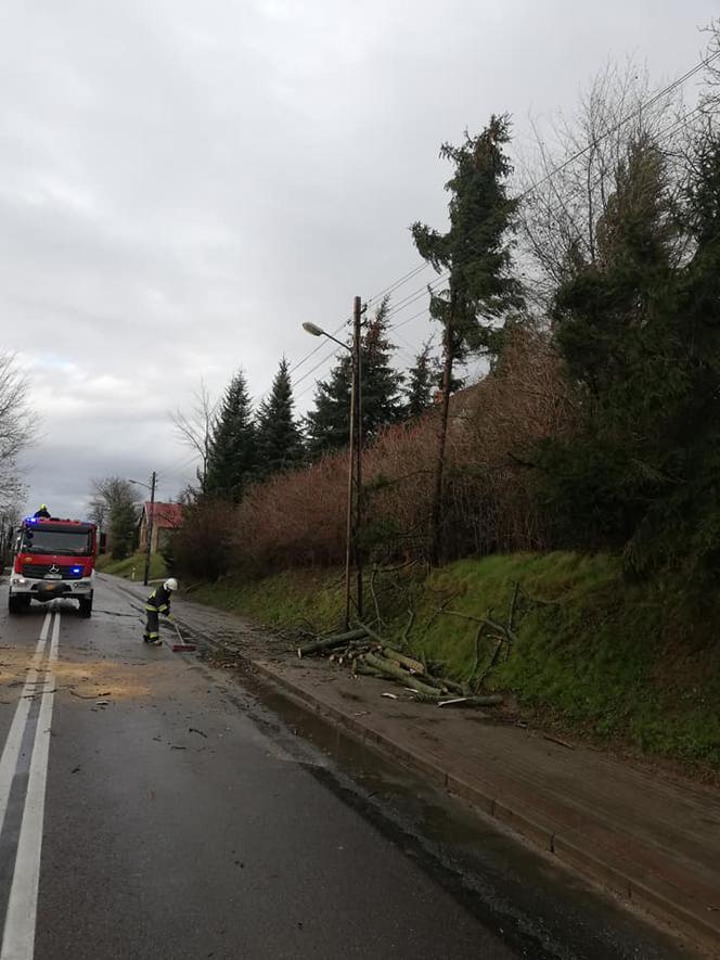 Wichura na Warmii i Mazurach. Silny wiatr łamał drzewa