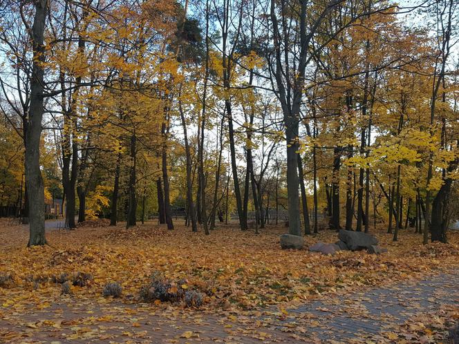 Park 1000-lecia w Lesznie na chwilę przed zachodem słońca