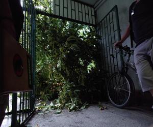 Powalone drzewo po burzy