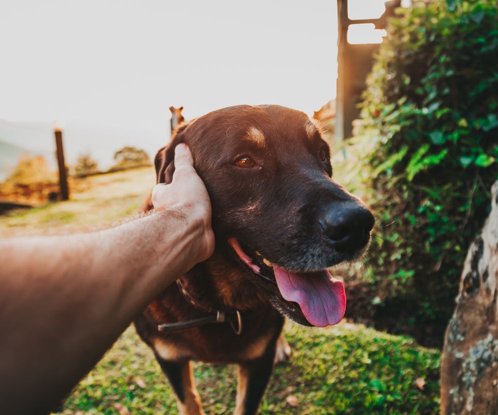 dog