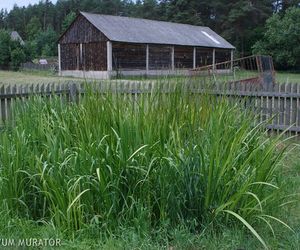 Hydrobotaniczna przydomowa oczyszczalnia ścieków. Budowa, koszty eksploatacji, sposób działania