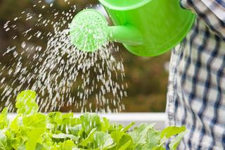 Warzywa i zioła do cienia