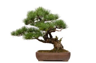 Tak japońscy mistrzowie tworzą bonsai. Potrzebny będzie zwykły iglak i dużo cierpliwości