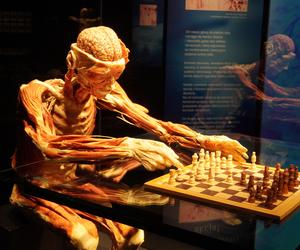 Wystawa z ludzkiego ciała. Body Worlds powróciła do Gdańska po 5 latach 