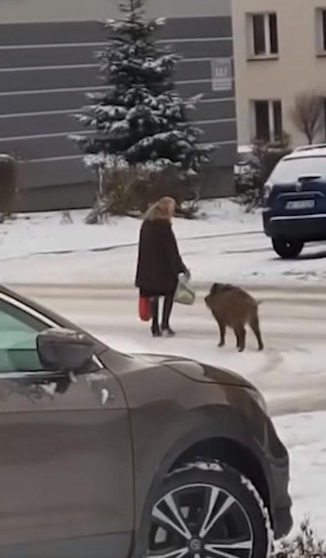 Dziki zaatakowały kobietę w centrum Jaworzna 