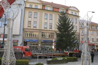 Miejska choinka już w Olsztynie. Ma ponad 8 metrów wysokości [ZDJĘCIA]