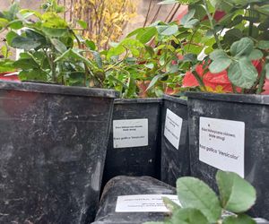 Zamiast asfaltu klomby z roślinami. Zmiany na Tylnej i Wałowej w Lesznie