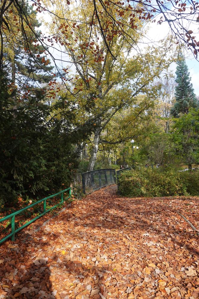 Park Wilsona jesienią
