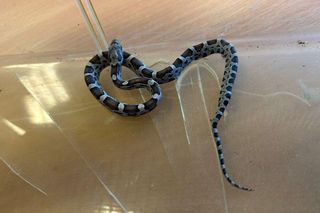 Egzotyczny gość w szkole! Wąż pełzał po bursie, interweniowała straż miejska