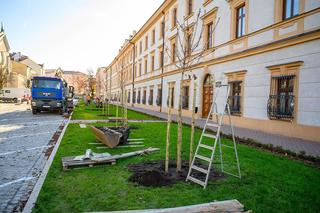 Modernizacja ulicy Piłsudskiego w Tarnowie dobiega końca. Zasadzono tam ponad 20 nowych drzew!