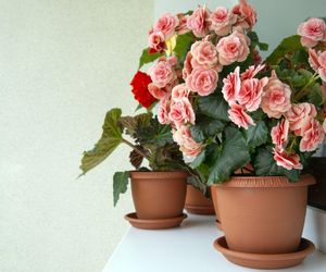 Begonia zimowa