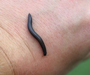 Krocionóg piaskowy (Ommatoiulus sabulosus) 