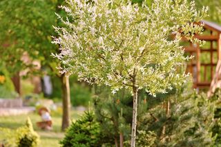 Wierzba całolistna 'Hakuro-nishiki' 