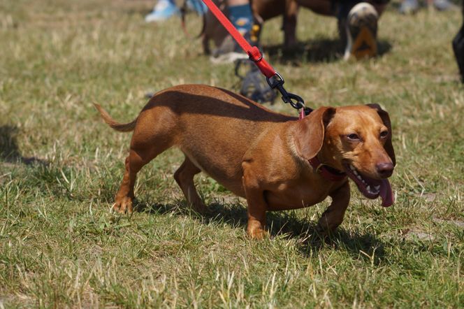 Psia radość i ludzkie serca. Myślęcinek pełen dobrych ludzi i ich czworonogów