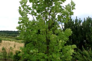 Tulipanowiec amerykański 'Fastigiatum'