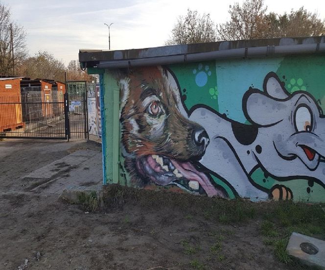 gorzów schronisko Azorki