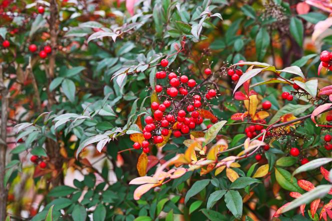 Nandina domowa