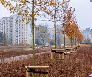 Pierwsze drzewa w parku nad obwodnicą na Ursynowie