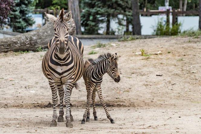 Zoo Wrocław: Zebry Chapmana dołączają do wybiegu! Zobacz Bezę i Borówkę