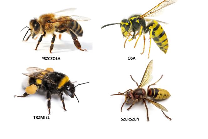 Pszczoła, osa, trzmiel, szerszeń - jak je odróżnić?