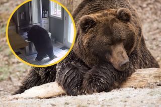 Niedźwiedź włamał się do domu i buszował w lodówce. Nagranie robi furorę! 