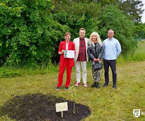 Dąb Kubuś - potomek Bartka - posadzony w Kielcach