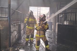 Pożar stadniny koni w Bronkowie pod Krosnem Odrzańskim 