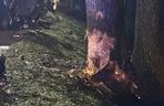 Osobowa skoda roztrzaskała się o drzewo. 53-latek zmarł w szpitalu