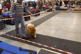 EXPO SILESIA DOG SHOW 2017