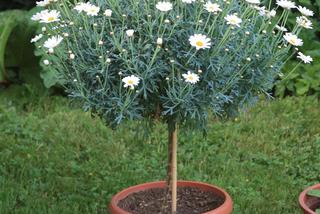 Złocień krzewiasty = srebrzeń krzewiasty - Argyranthemum frutescens