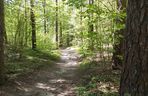 Arboretum w Kopnej Górze. Puszcza w pigułce